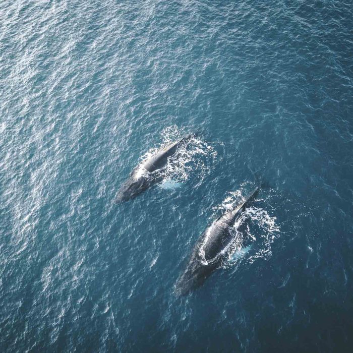 Aerial view of several humpback whales diving in the ocean with blue water and blow. Showing white fin in atlantic ocean. Photo taken in Greenland Disko bay island. Photo taken in Greenland.